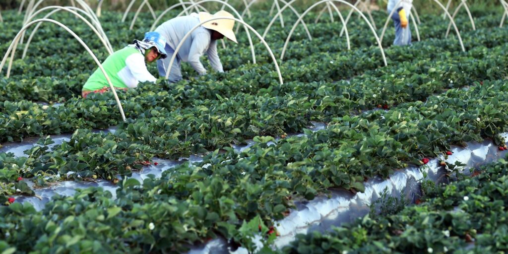 canal-gov-destaca-agricultura-familiar-no-novo-programa-campo-da-gente