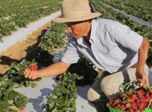 agricultores-com-perda-de-producao-comecam-a-receber-o-garantia-safra