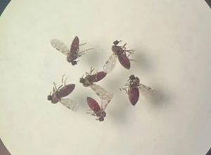 subnotificados,-casos-de-oropouche-atingem-2%-da-populacao-brasileira